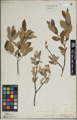 Foto von Salix lapponum L.